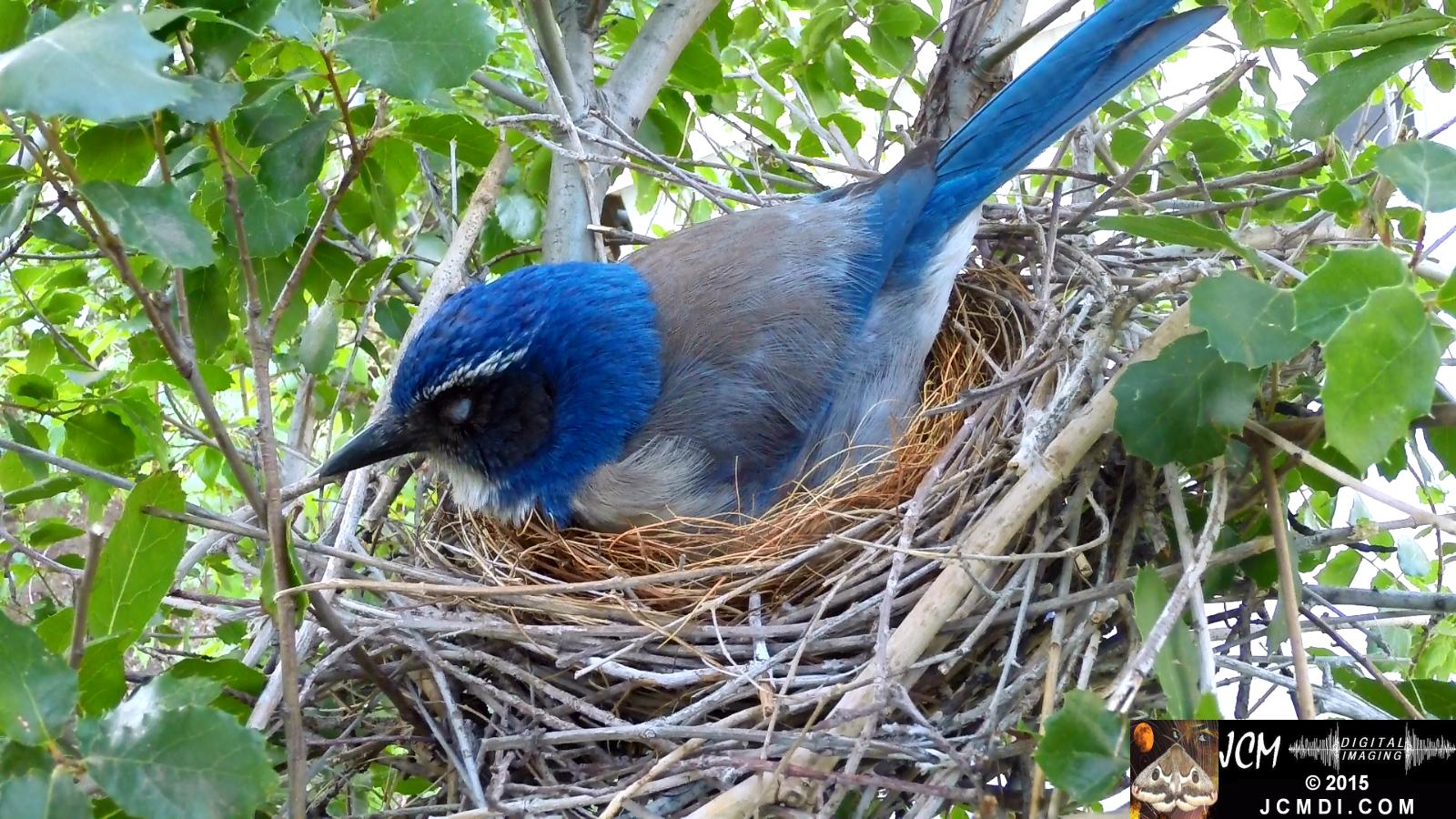 Scrub Jay nest and activity GoPro Hero3+ Black 3-3132015 Santa Clarita JCMDI.COM